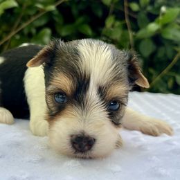 Charlie - Black tan and white male Biewer Terrier puppy in Bunnell, Florida from Royal Biewer and Royal Aussies
