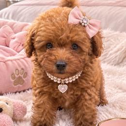Aveline - Red  female Poodle puppy in Bryn Mawr, Pennsylvania from Main line furry friends