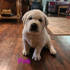 Yellow female - Yellow female Labrador Retriever puppy in Fairview, West Virginia from Treasure Mountain Labrador Retrievers