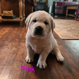 Yellow female - Yellow female Labrador Retriever puppy in Fairview, West Virginia from Treasure Mountain Labrador Retrievers