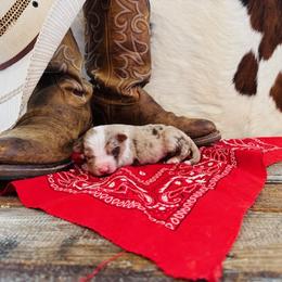 'Hercules' - Red merle male Australian Shepherd puppy in Durand, Wisconsin from Larson’s Legacy Aussome Aussie Kennels