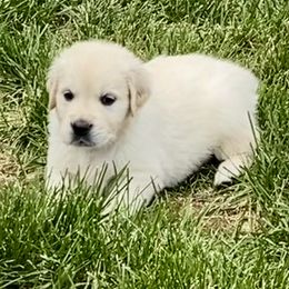 Golden Retriever and Jack Russell Terrier Puppies from Shelby Burleson's Golden Retrievers and Jack Russell Terriers