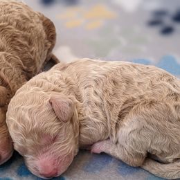 Aussiedoodle, Cavapoo, and Poodle Puppies from Robin's Nest Farm