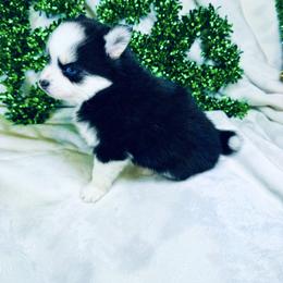 Nutmeg - Black and white female Pomsky puppy in Rhome, Texas from TyeDye Kennels