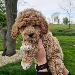 Doc - Apricot male Goldendoodle puppy in Forest, Ohio from Mini Doodle Buddies