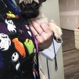 Bulldog, French Bulldog, and Pug Puppies from Royal destiny kennels
