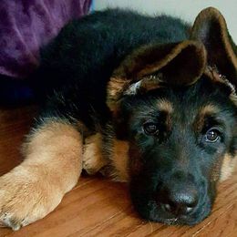 German Shepherd Puppies from vom Haus Jurincie