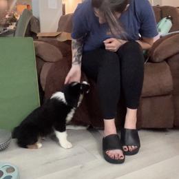 Australian Shepherd and Miniature American Shepherd Puppies from Alolan Angel Aussies
