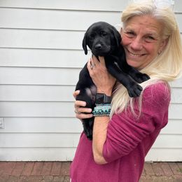 Boy 3 - Black Labrador Retriever puppy in Houston, Texas from Bahrking Heights Labradors