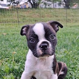 Boston Terrier Puppies from Kingston Boston Terriers