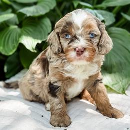 Churro - Merle male Cavapoo puppy in Sharpsburg, Georgia from Steindoodles