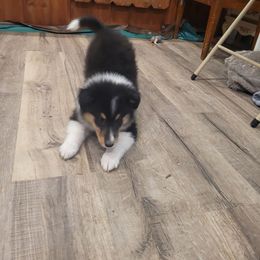 Abramovic - Black white and tan female Collie puppy in Mattoon, Illinois from Gold Leaf Collies
