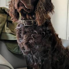 Boykin Spaniels from BoykinsNBoat