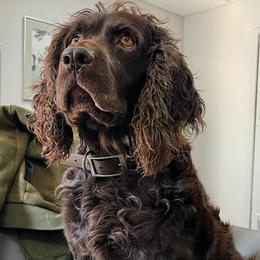 Boykin Spaniels from BoykinsNBoat