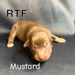Mustard - Red tri female Toy Australian Shepherd puppy in Medical Lake, Washington from MAS Gone Rogue