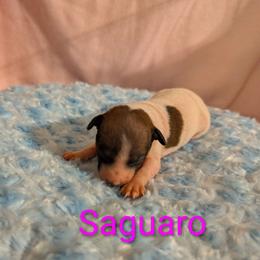 Saguaro - Red and white female American Hairless Terrier puppy in Phoenix, Arizona from Bare Valley