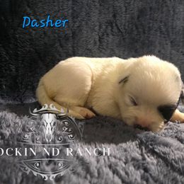 Dasher - Blue female Australian Cattle Dog puppy in Silsbee, Texas from Rockin ND Ranch
