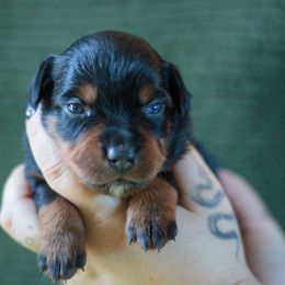 Banshee - Black tri female Miniature American Shepherd puppy in Olive Hill, Kentucky from SaturnMoon MAS & BC