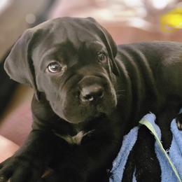 Yellow boy - Black male Cane Corso puppy in Mc Ewen, Tennessee from Worldwide Kennels