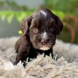 Jessie - Chocolate female Australian Labradoodle puppy in Morgan Hill, California from Loving Labradoodles