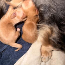 Boy 1 - Red male Dachshund puppy in Conway, Missouri from Ozark Mountain Kennel