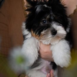 Biewer Terriers and Yorkshire Terriers from Skyridge Puppies