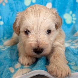 Wheaton -CKC - Wheaten male Miniature Schnauzer puppy in Hillsville, Virginia from Valley View Schnauzers