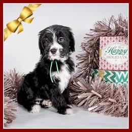 Marcie - Black and white female Bernedoodle puppy in Connersville, Indiana from Deaz Doodle Ranch