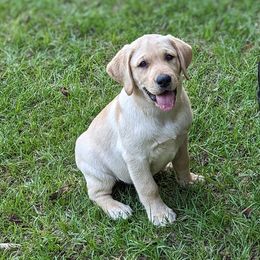 Labrador Retriever Puppies from Labradors Forever