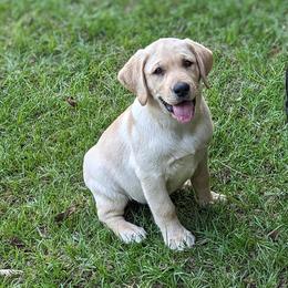 Labrador Retriever Puppies from Labradors Forever