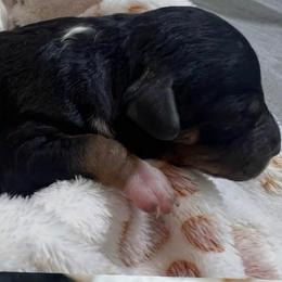Sayler - Phantom male Goldendoodle puppy in Boaz, Alabama from Doodles All Day
