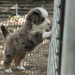 Miniature Australian Shepherd, Pembroke Welsh Corgi, and Toy Australian Shepherd Puppies from Midwest Mini/Toy Aussies