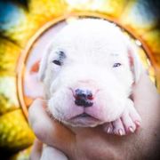 Coeus- Boy 3, eyebrow spots - White male Dogo Argentino puppy in San Diego, California from Debonair Dogos