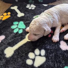 Casper - White male Poodle puppy in Aurora, Colorado from Simply Amazing Doodles