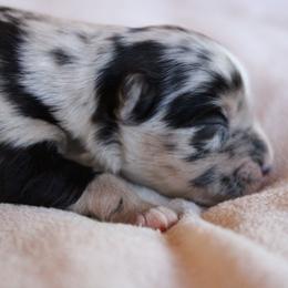 Bingo - Blue merle female Australian Shepherd puppy in Sonoita, Arizona from Gardner Canyon Kennels