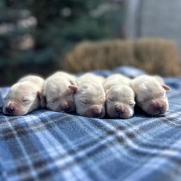 Girl 3 - Light golden female Golden Retriever puppy in Utah from Deseret Peak Goldens
