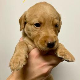 Yellow - Yellow female Labrador Retriever puppy in Newaygo, Michigan from Royal Oak Gundogs