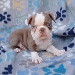 Tyke - Lilac male Boston Terrier puppy in Corning, California from SB Bostons