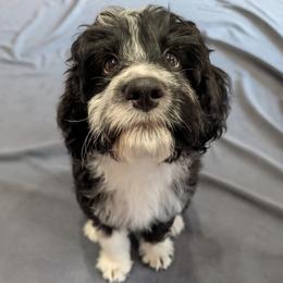 Artemis - Black and white female Aussiedoodle puppy in New Durham, New Hampshire from Ridgeview Aussiedoodles