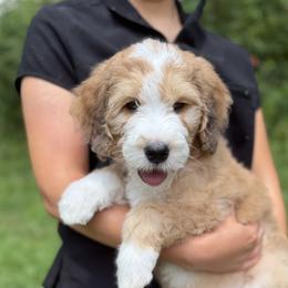 Boy 1 - male Golden Mountain Doodle puppy in Knoxville, Tennessee from RiverSong Doodles