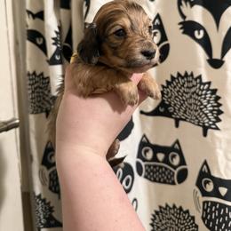 Copper - Dapple male Dachshund puppy in Huntingdon, Pennsylvania from Indian Creek Springers and Doxies