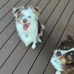 Miniature Australian Shepherds from Briar Hill Farm