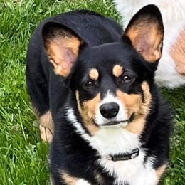 Rory - Pembroke Welsh Corgi