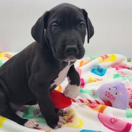 Ash - Black male Great Dane puppy in Kannapolis, North Carolina from Carolina Great Danes & Toy Poodles