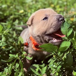 Fish - Blue sable female Chinese Shar-Pei puppy in Lehigh Acres, Florida from Florida Wrinkles