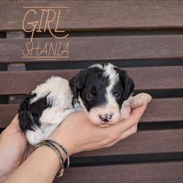 Shania - Black and white female Bernedoodle puppy in Cambridge, Minnesota from Country Meadow Doodles