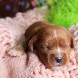 AKC Rae - Ruby female Cavalier King Charles Spaniel puppy in Albany, Indiana from Hatz Off Puppies