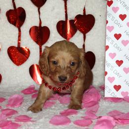 Seamus - Red male Dachshund puppy in Corbin, Kentucky from White River Valley Kennel