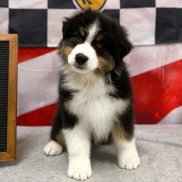 Reigns - Black tri-color male Australian Shepherd puppy in Fountaintown, Indiana from Timber Run Aussies