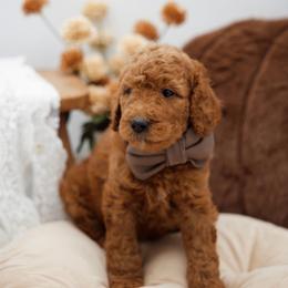 Navy collar boy - Red  male Goldendoodle puppy in Spokane, Washington from Beloved_doodles_WA